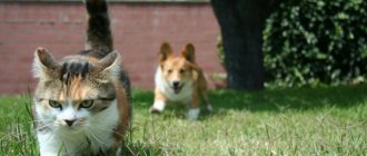 cat runs away from dog