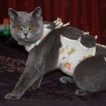 Cat in a postoperative bandage