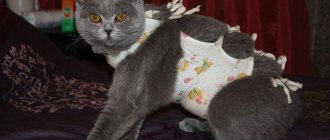 Cat in a postoperative bandage