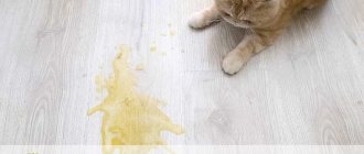 Cat vomits yellow liquid