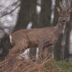 Siberian roe deer