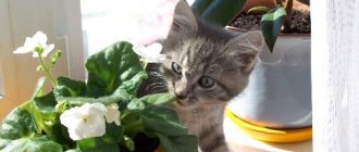 Cat eats flowers