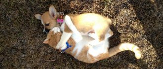 cat and dog playing together