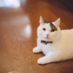 Munchkin cat photo.jpg