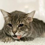 cat on the carpet