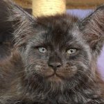 A cat with a human face: the most unusual representative