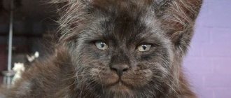 A cat with a human face: the most unusual representative