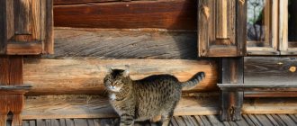 cat in the village - how a cat was domesticated