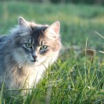 Cat in the grass