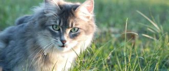 Cat in the grass