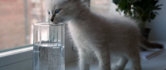 Kitten and glass