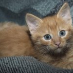 Kitten lies on a blanket