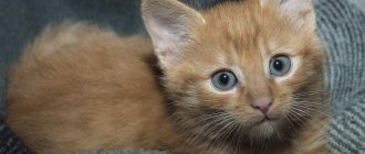 Kitten lies on a blanket