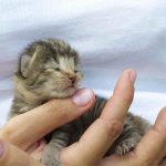 Kitten in hand