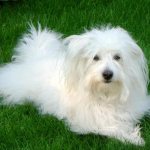 Coton de Tulear (Madagascar Bichon)