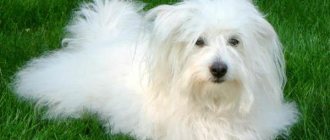 Coton de Tulear (Madagascar Bichon)