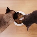 Cats eat dry food