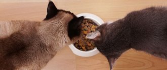 Cats eat dry food