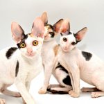 Cornish Rex kittens