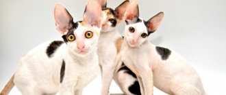 Cornish Rex kittens