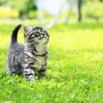 Maine Coon kittens (photo): how to properly raise and care for them