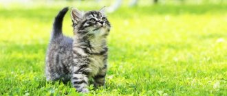 Maine Coon kittens (photo): how to properly raise and care for them