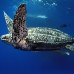 Leatherback turtle