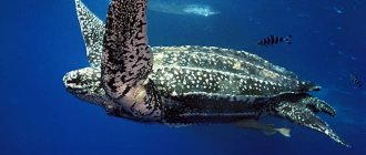 Leatherback turtle