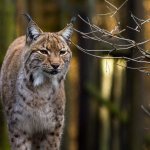 beautiful lynx