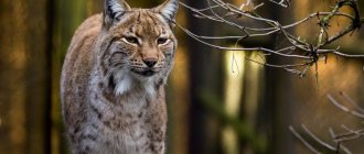 beautiful lynx