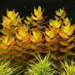 Beautiful aquarium plants