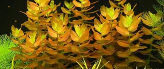 Beautiful aquarium plants