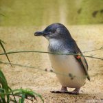 Beautiful Penguins: Little Penguin