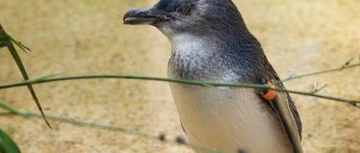 Beautiful Penguins: Little Penguin