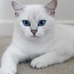 Beautiful fluffy and smooth-haired breeds of white cats with blue eyes