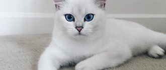 Beautiful fluffy and smooth-haired breeds of white cats with blue eyes