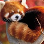 Red panda