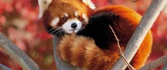 Red panda