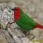 Red-headed Parrot Finch