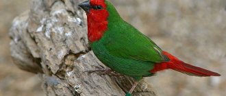 Red-headed Parrot Finch