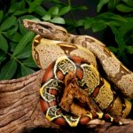 Red-tailed boa