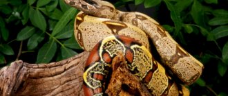 Red-tailed boa