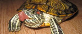 Red-eared slider eats meat