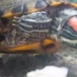 The red-eared turtle does not eat, is lethargic and sleeps at home: why it stopped eating, what to do, can it be forced, reasons for loss of appetite