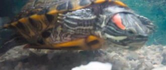 The red-eared turtle does not eat, is lethargic and sleeps at home: why it stopped eating, what to do, can it be forced, reasons for loss of appetite