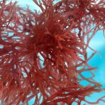 red algae