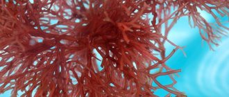 red algae