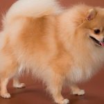 Cream Small Spitz Photo