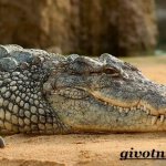 Crocodile-animal-lifestyle-and-habitat-of-a-crocodile-2