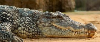 Crocodile-animal-lifestyle-and-habitat-of-a-crocodile-2